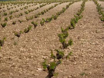 vi&ntilde;as peque&ntilde;as