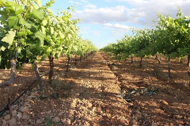 Vi&ntilde;a agricultura