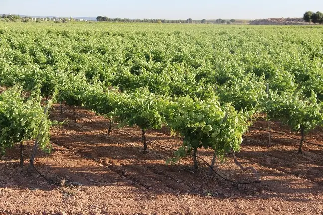 Vi&ntilde;as