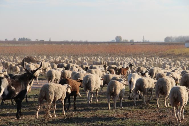 Trashumancia ganadería ovejas