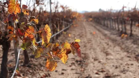 Vi&ntilde;as oto&ntilde;o
