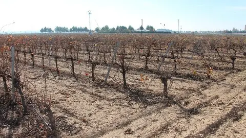 Vi&ntilde;as