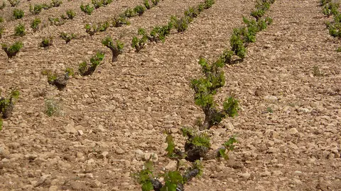 vi&ntilde;as peque&ntilde;as