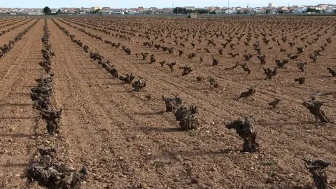 VI&Ntilde;AS