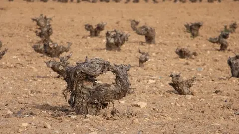 Vi&ntilde;as