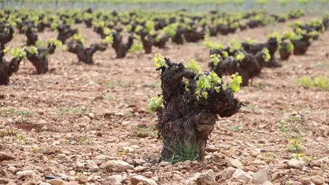 Vi&ntilde;as