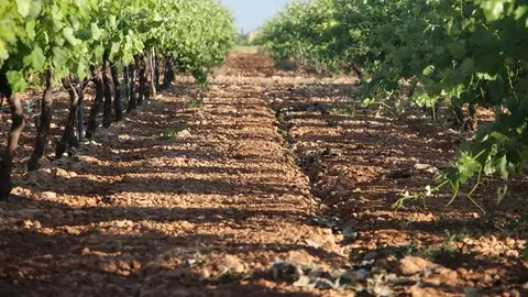 Vi&ntilde;as mayo
