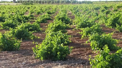 Vi&ntilde;as