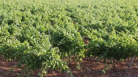 Vi&ntilde;as