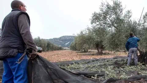 aceite olivos