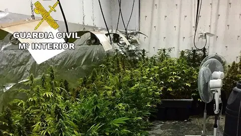 VIVERO MARIHA TOMELLOSO