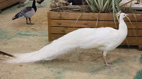 P&aacute;jaro pavo real