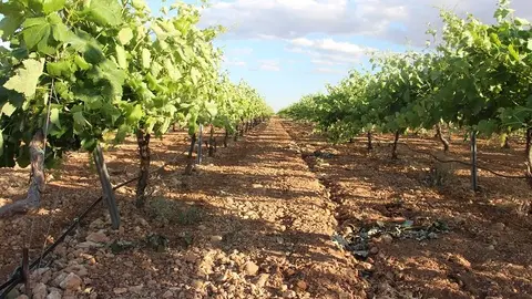 Vi&ntilde;a agricultura