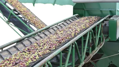 Aceituna almazara cooperativa