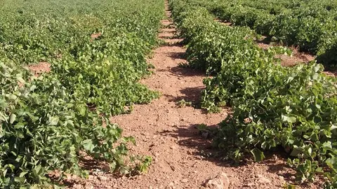 Vi&ntilde;as