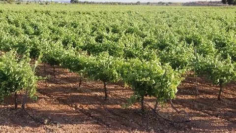 vi&ntilde;as